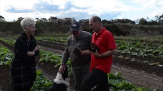 Growing Rhubarb [upl. by Nadya]