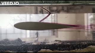 Flow over Airfoil at zero angle of attack Low speed Water Tunnel [upl. by Rovaert]