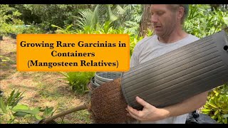 Growing Rare Garcinias in Containers Mangosteen Relatives [upl. by Ayala634]