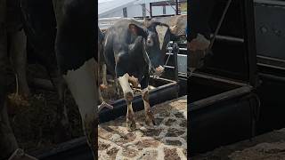 Menurunkan Sapi Jumbo di Pasar shorts cow cowvideos [upl. by Wandie]