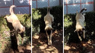 Sarplaninac Leaps Over the Fence  Incredible Dog Agility [upl. by Henryetta876]