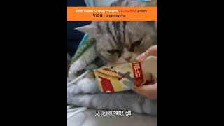 Funniest Videos 2022 😂 Funny Cats 🐱 cute cat short 3069 [upl. by Ramad]