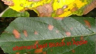 Alternaria Leaf Blotch In Apple Symptoms and Management [upl. by Olegnad]