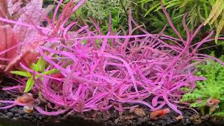 Aquaradies KW 44  Update  Hygrophila lancea quotChaiquot Rotala ramosior quotFloridaquot [upl. by Arimat]