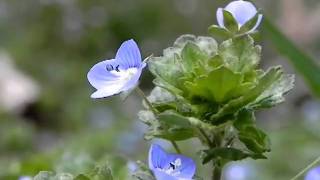 Creeping Speedwell Veronica filiformis [upl. by Solim]