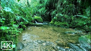 Sounds of a Spring Water and Peaceful Birds Chirping  Ideal for Sleeping Stress Relief ASMR [upl. by Sacrod]