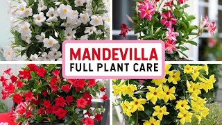 ഈ ചെടി ഇങ്ങനെ പൂക്കുമോ Everything About Mandevilla Plant [upl. by Nivlem]