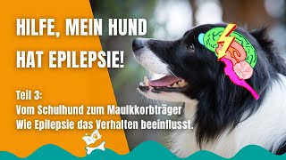 Epilepsie beim Hund 28 Die Stadien eines epileptischen Anfalls und Notfallmedikamente [upl. by Lada]