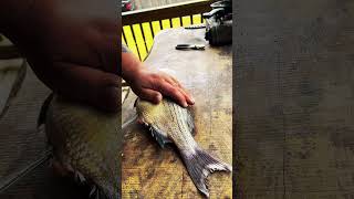 Part 1 fishing fishingvideo fish cooking food shorts shortvideo fyp viral catchfish [upl. by Adnoloy146]