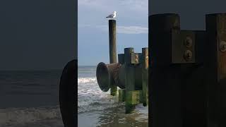 Seagull  Чайка nature природа вода waves океан ocean water волны шумволн seagull чайка [upl. by James]