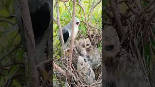 Amazing Hawks Nest birds nature birdnest nest hawknest eagle [upl. by De Witt447]