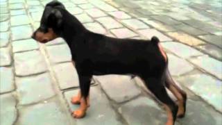 Mini Pinscher Sasha 3 month [upl. by Mcnamara726]