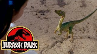 The History of the Compsognathus in the Jurassic Park Franchise [upl. by Joline]