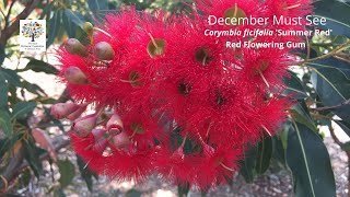 Corymbia ficifolia Summer Red Red Flowering Gum  December Must See [upl. by Ahsinna114]