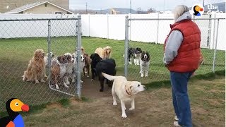 Good Dogs Wait For Their Names To Be Called  The Dodo [upl. by Aivlys]