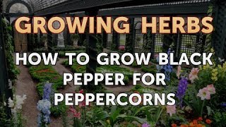 How to Grow Black Pepper for Peppercorns [upl. by Kaylil]