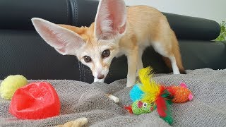 Fennec Plays on the Couch [upl. by Serge]