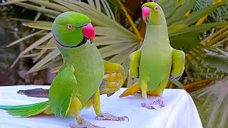 Funny Parrot Videos Compilation  Parrot Talking [upl. by Rinaldo]