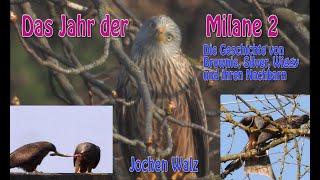 Die Welt der Milane 1 Teil 2 [upl. by Aicnatsnoc]