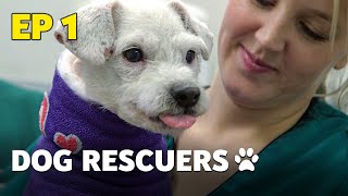 The Dog Rescuers Hospital Heroes  Episode 1  Full Documentary [upl. by Tootsie860]