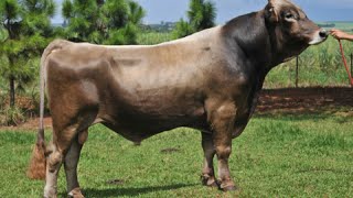 Brown Swiss Braunvieh bulls [upl. by Llenoj]