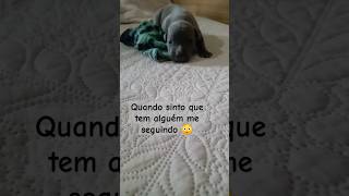 Tem alguém me seguindo 😳 trending meme humor [upl. by Kemeny]