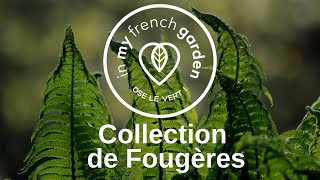 Collection de fougères  In my french garden [upl. by Nauhs421]