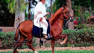 Caballo Peruano de Paso  Enfrenadura y Adiestramiento [upl. by Sparks]