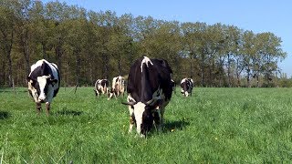 Lélevage bio des vaches laitières à la Bergerie nationale [upl. by Hugibert76]