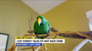 Talking parrot that escaped Cape Coral home talks his way back to owner [upl. by Annahsohs]