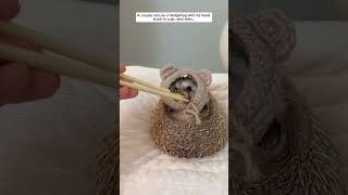 A couple rescue a hedgehog with its head stuck in a jar then hedgehog babyhedgehog short [upl. by Lebaron457]