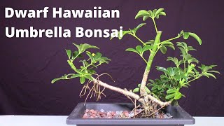 Easy bonsai Dwarf Hawaiian Umbrella Tree Schefflera Arboricola [upl. by Sneve585]