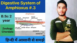 Digestive System of Amphioxus  BSc 3rd Year Zoology 5th Semester 2nd paper [upl. by Suirauqram485]