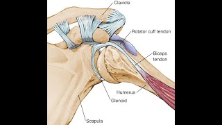 Biceps Tendon Injuries [upl. by Chemosh]