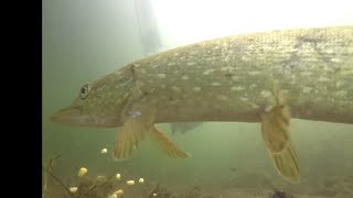 Bream Crayfish Pike Roach underwater camera [upl. by Cousins]