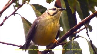 冠羽畫眉 Yuhina brunneiceps [upl. by Sallad]