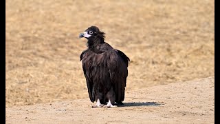 Cinereous Vulture 禿鷲 [upl. by Delmar]