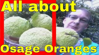 Osage Orange Health Benefits in Description Tree Fruit Hedge Apple Horse Apple Maclura pomifera [upl. by Enitsej]