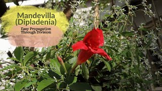 Mandevilla synDipladenia  Easy Propagation Through Division and Using Stem Cutting [upl. by Aulea621]