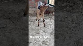 Thiamine deficiencycirg goat youtubeshorts viralshort viralvideo farmvillagelife farming [upl. by Campman]