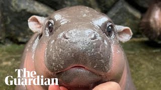 MooDeng the twomonthold baby pygmy hippo becoming an online giant [upl. by Eadrahc]