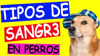 TIPOS de SANGRE en PERROS para TRANSFUSIONES [upl. by Lanti78]