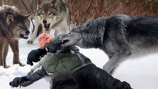 The HORRIFYING Last Minutes of Crist Kolby Eaten Alive By Wolf Pack [upl. by Charbonnier260]