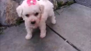 FILHOTES DE POODLE MICRO E POODLE TOY CANIL ESPECIALIZADO DESDE 1989 CABO FRIORJ [upl. by Anyk]