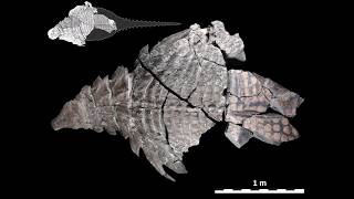 The Worlds Best Preserved Armoured Dinosaur [upl. by Roberts]