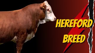 Hereford Cattle Everything You Need to Know About This Iconic Breed [upl. by Nosreme559]