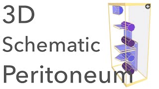 Peritoneum  3D Schematic Anatomy amp Relations [upl. by Dygall]