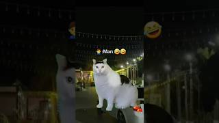 Fakir oglan tipi 4 amazing trending video komedixana viralvideo cat catlove pisik pisikler [upl. by Notxap]