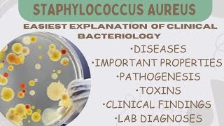 Staphylococcus Aureus Clinical Bacteriology Microbiology All about SAureus mbbslecture micro [upl. by Armillas]