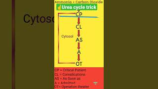 Urea cycle tricks  Urea cycle in 20 seconds shortsfeed biochemistry mnemonics biology [upl. by Aneleh]